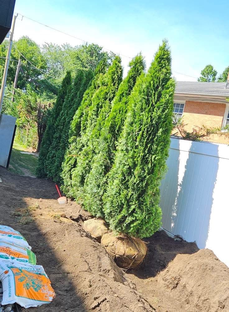 Tree & Shrub Care service